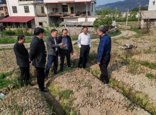 湖南省农科院肖志扬带领专家团队在新宁县玉竹绿色种植示范基地开展玉竹标准化生产技术指导。杨眉摄